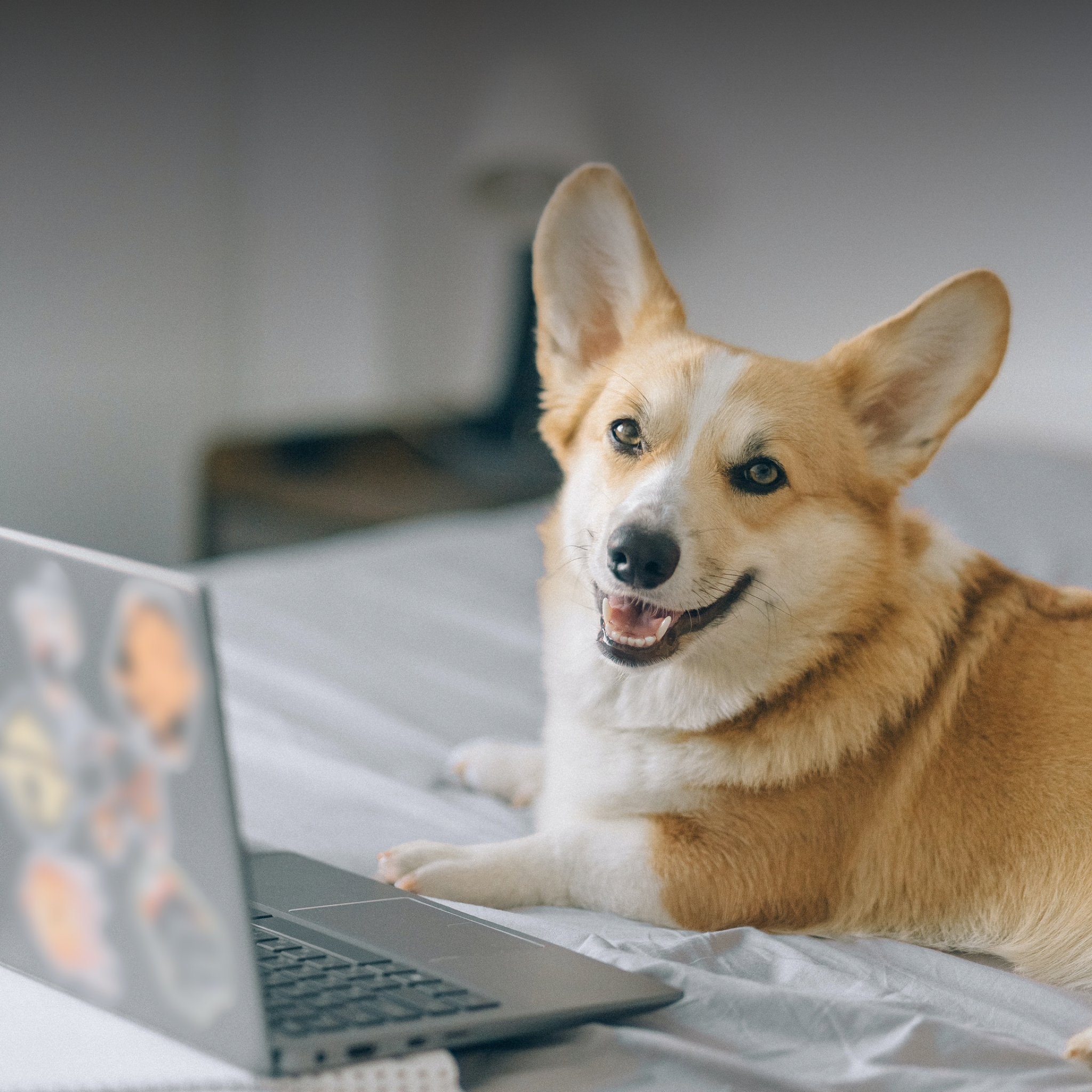 Pet-Friendly College and University Campuses