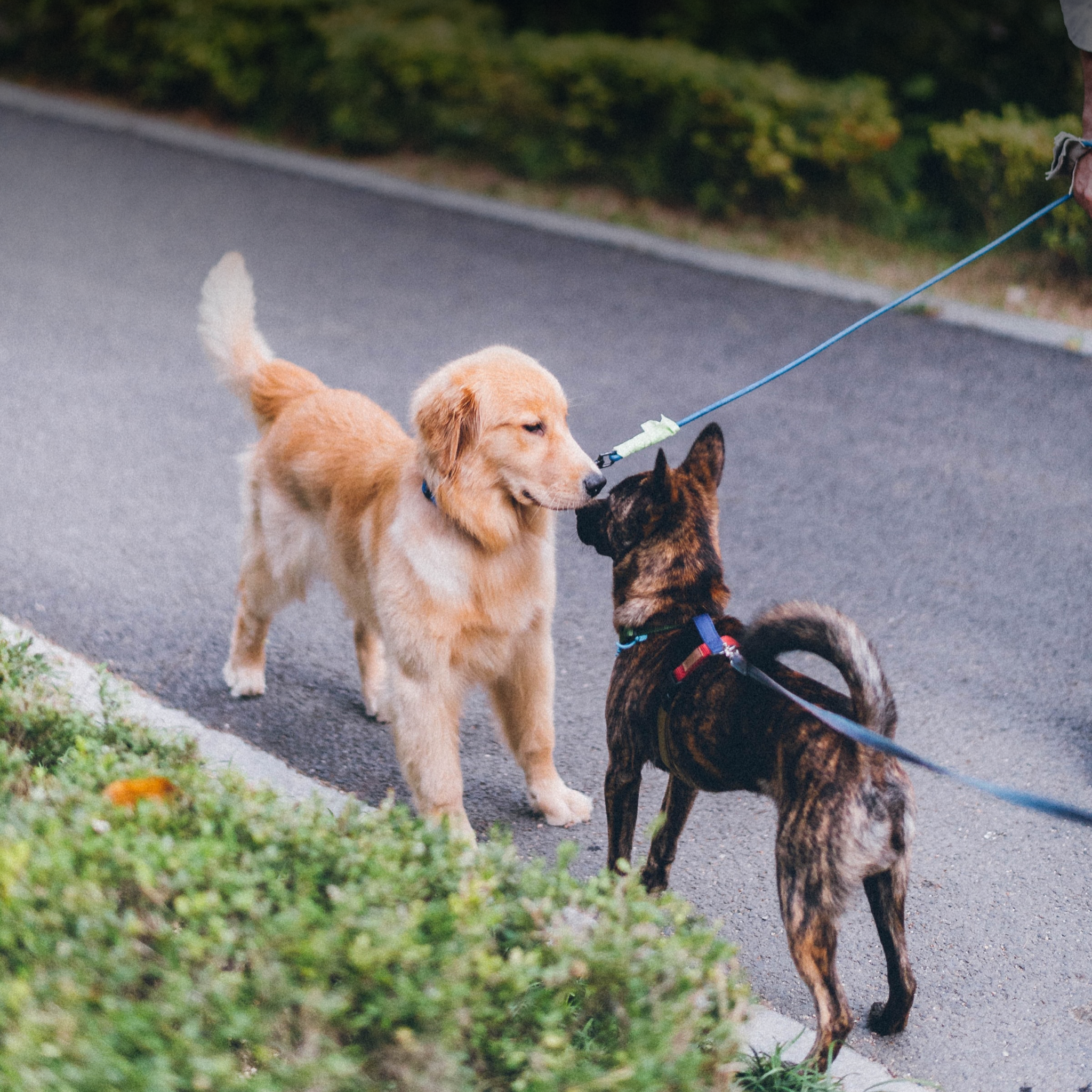 Socializing Your Dog