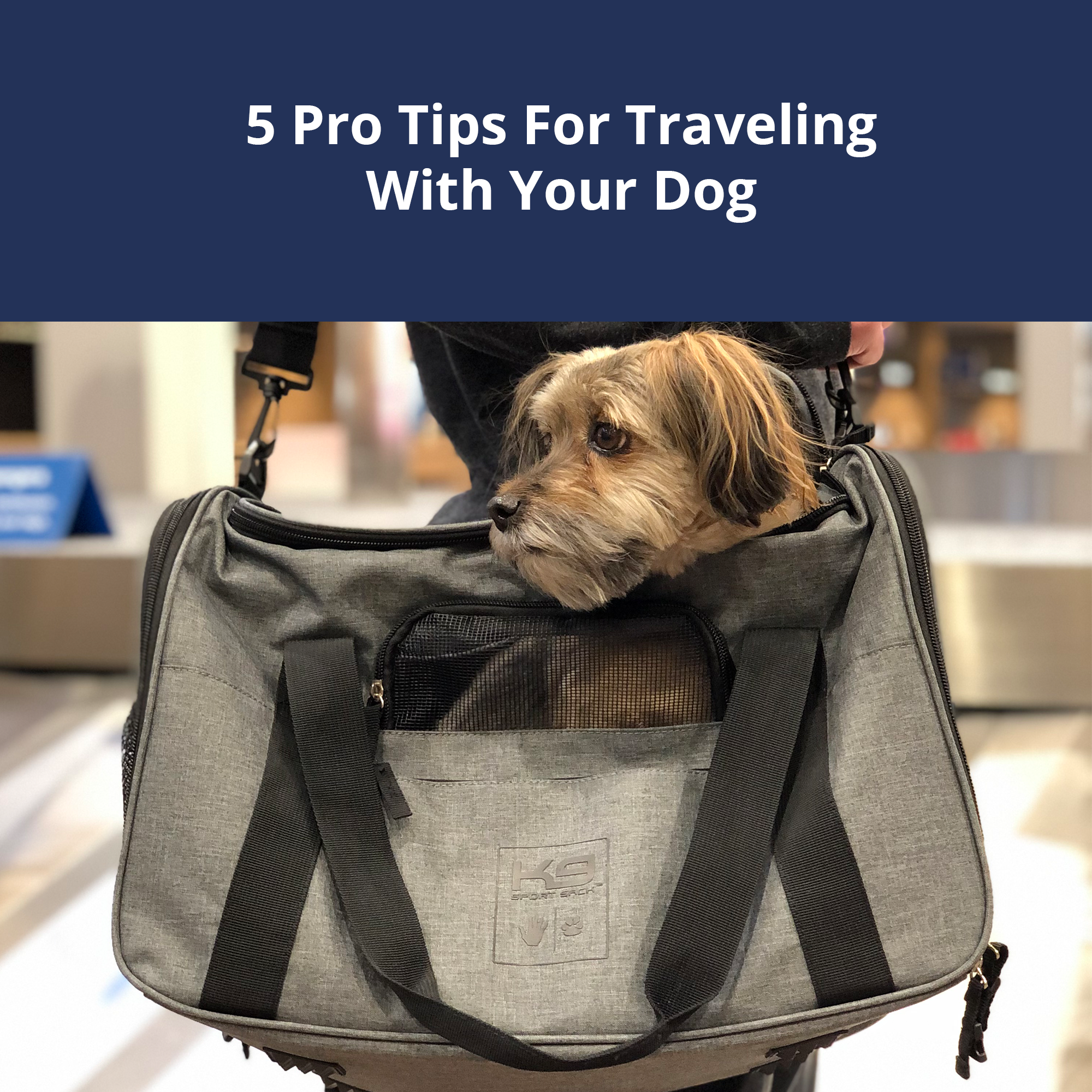 Traveling With Your Dog