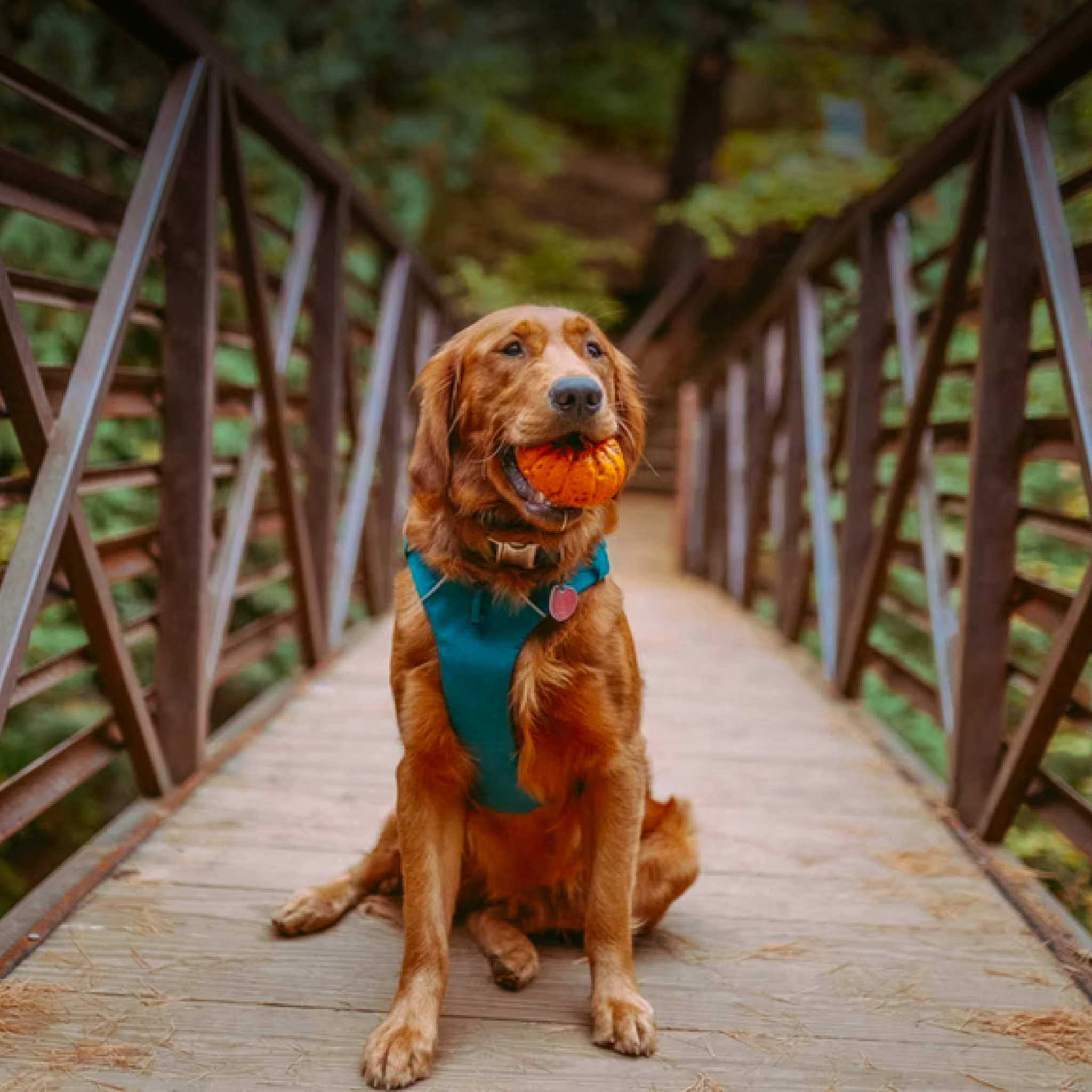 Entertaining your Dog