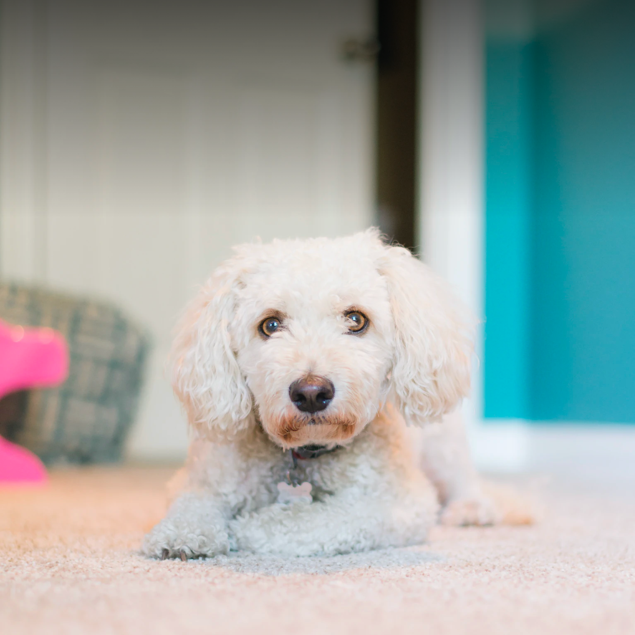 Remove the Odor of Dog Urine