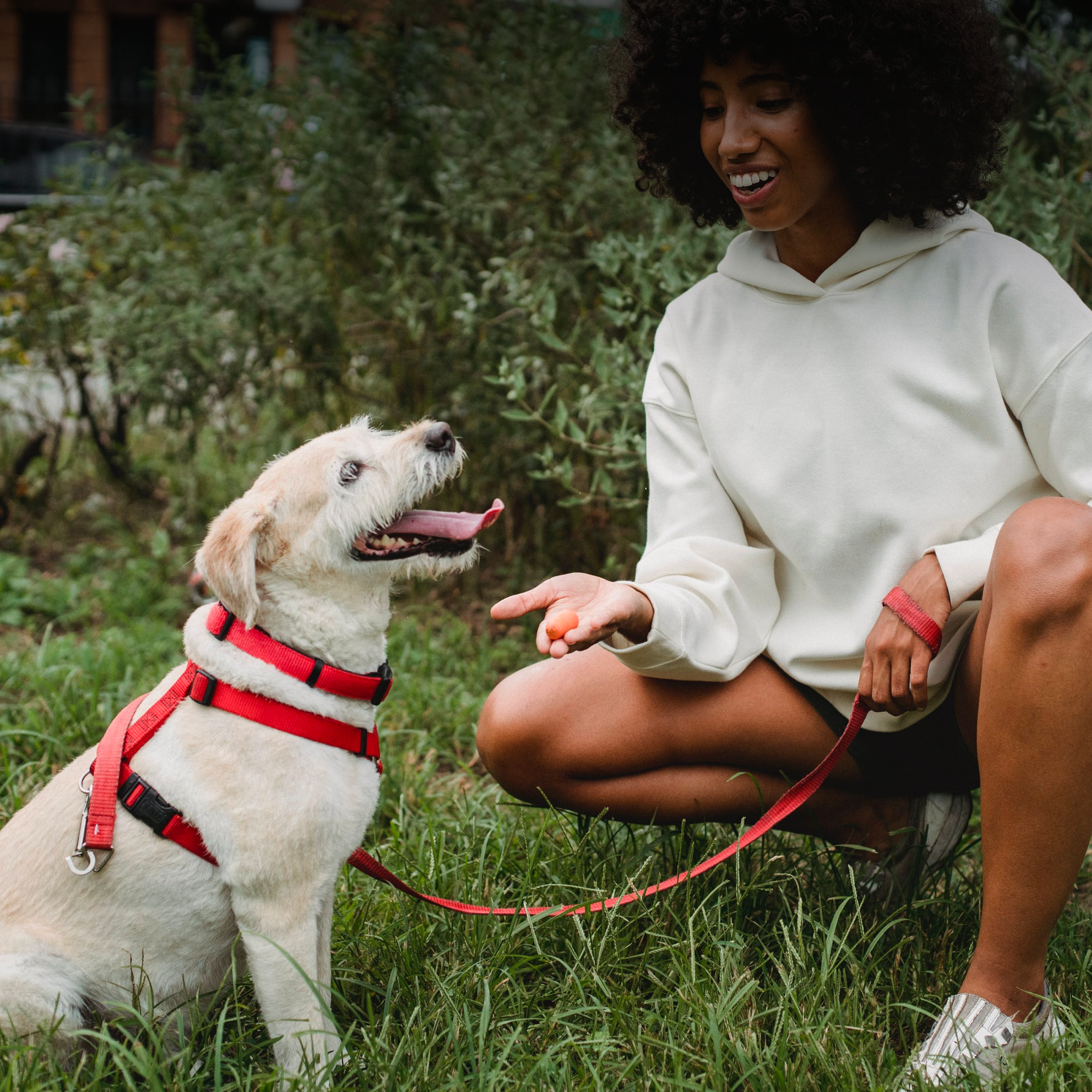 A young woman rewarding her dog with a treat for good behavior