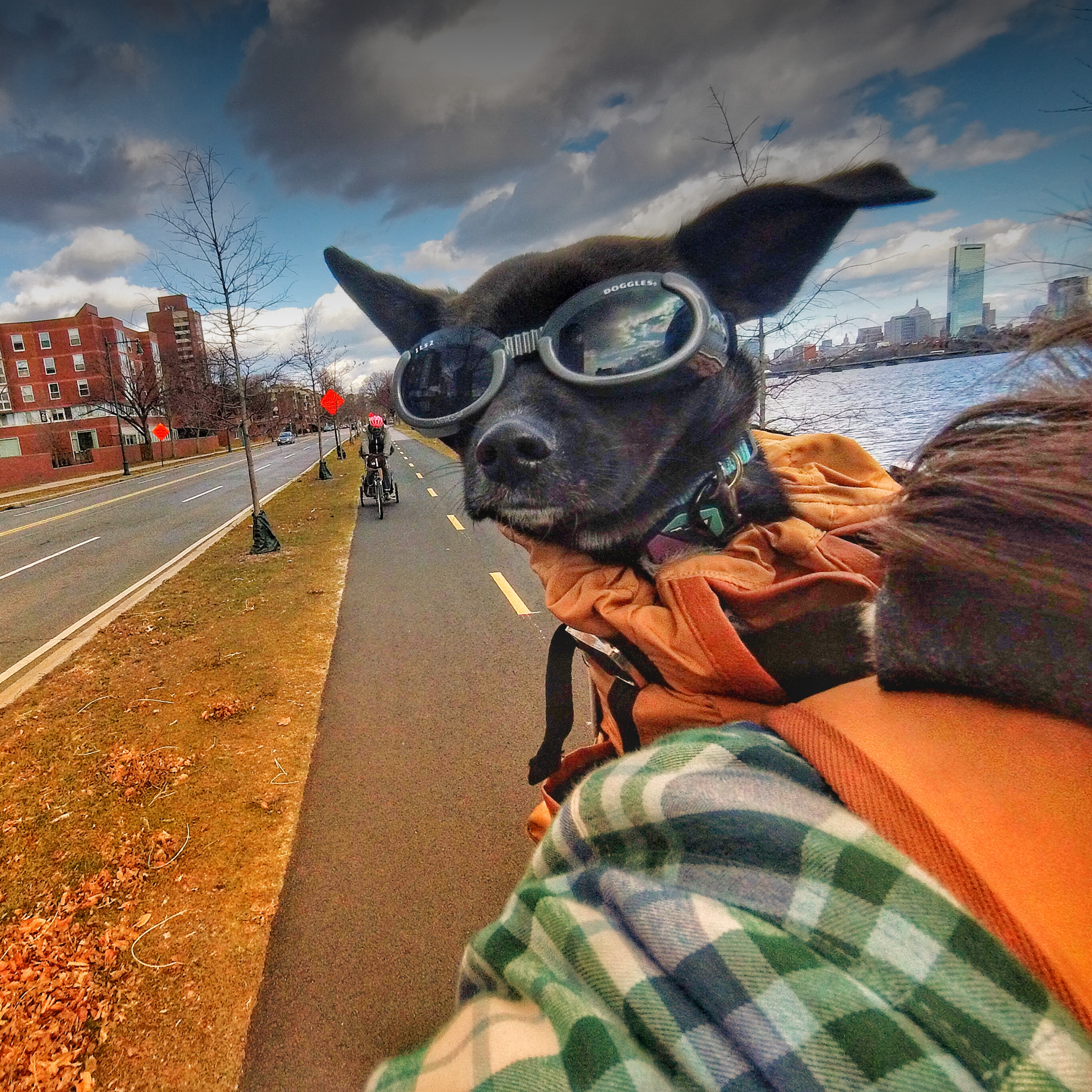 A dog named Watson sits on his owner's back while she rides a bike on a city street