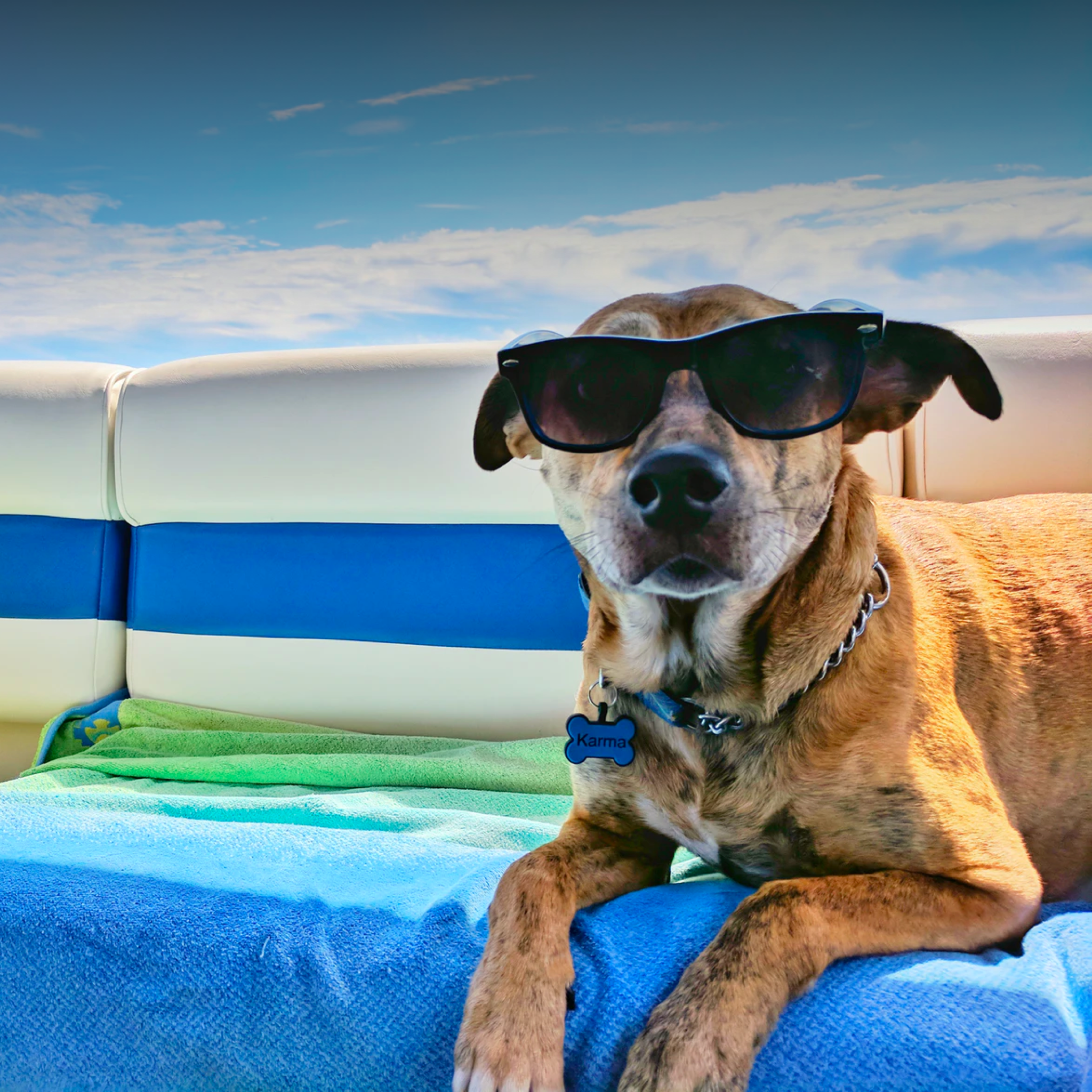 A dog basking in the sun on a beachtowel while wearing sunglasses