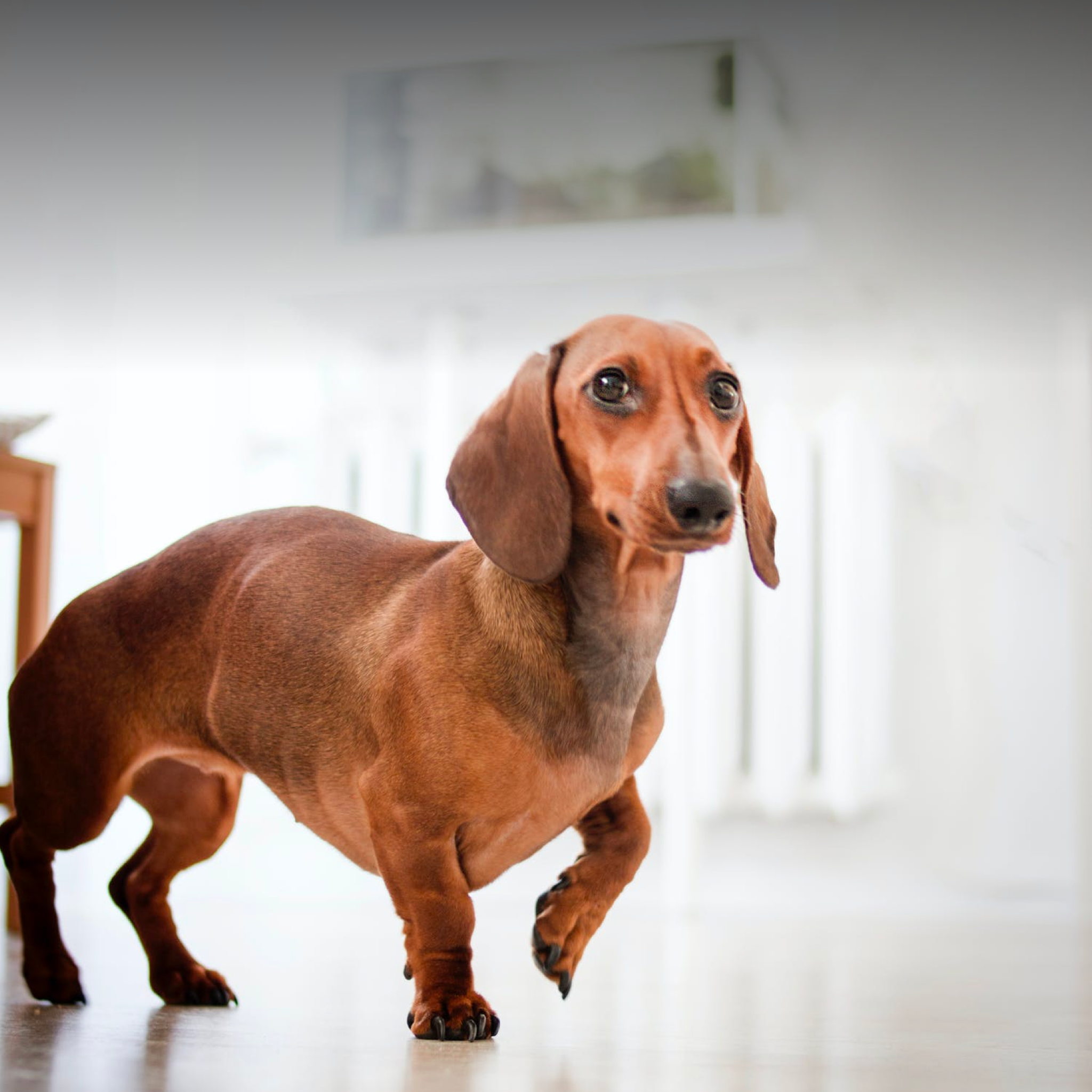 Keep Your Dog Safe at Home