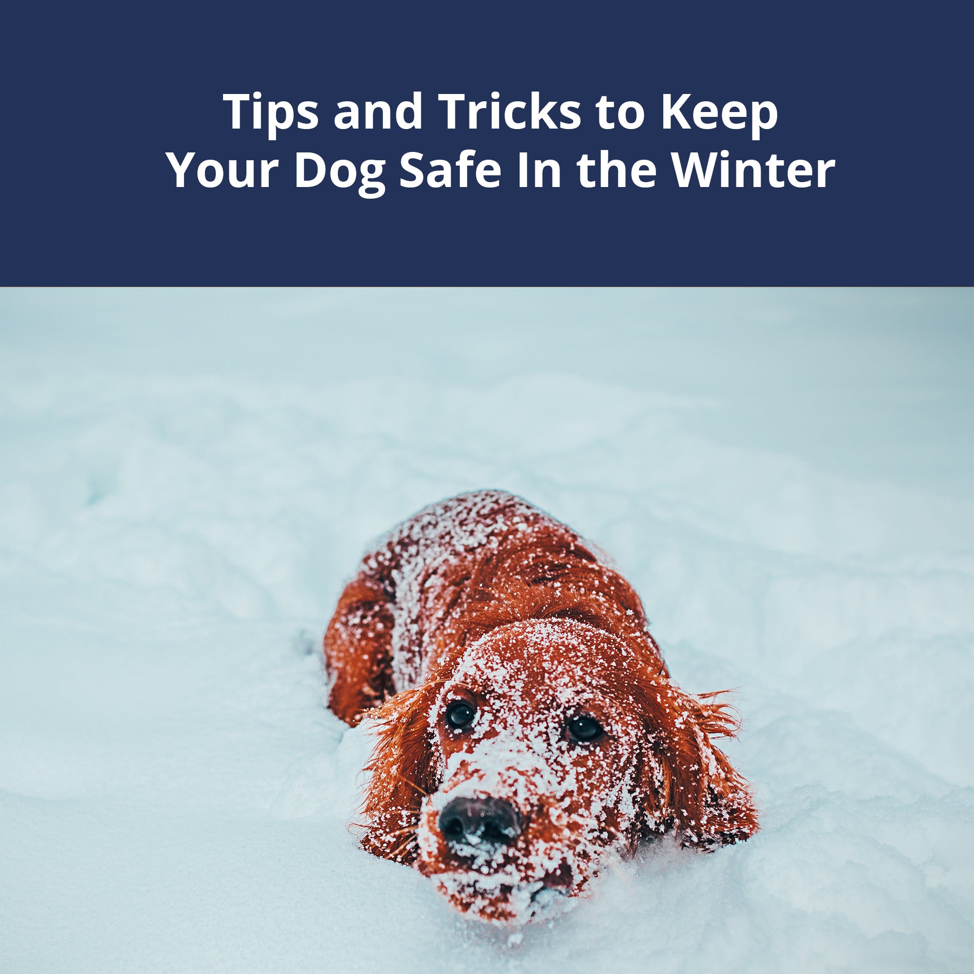 Dog Safe in the Winter