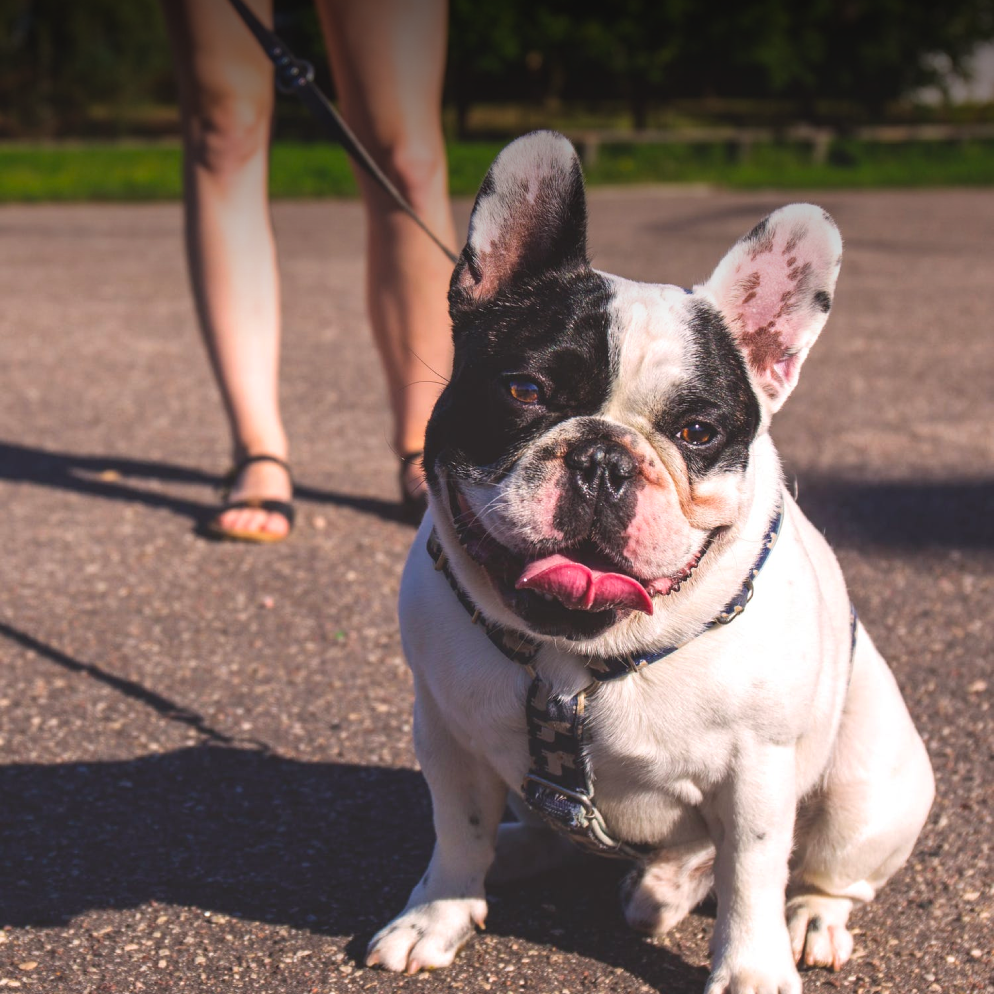 Dog's Declining Health