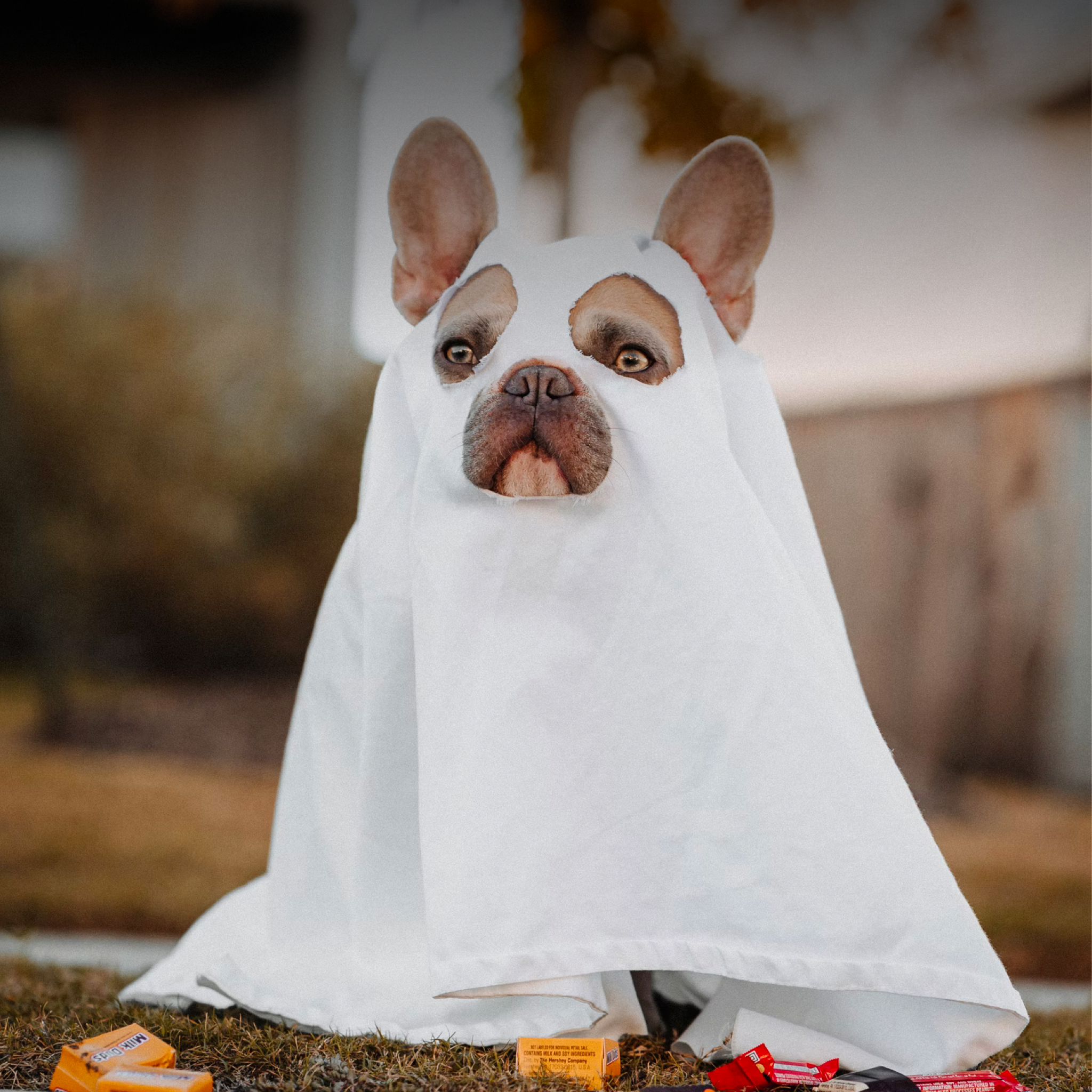 Make Halloween a Treat