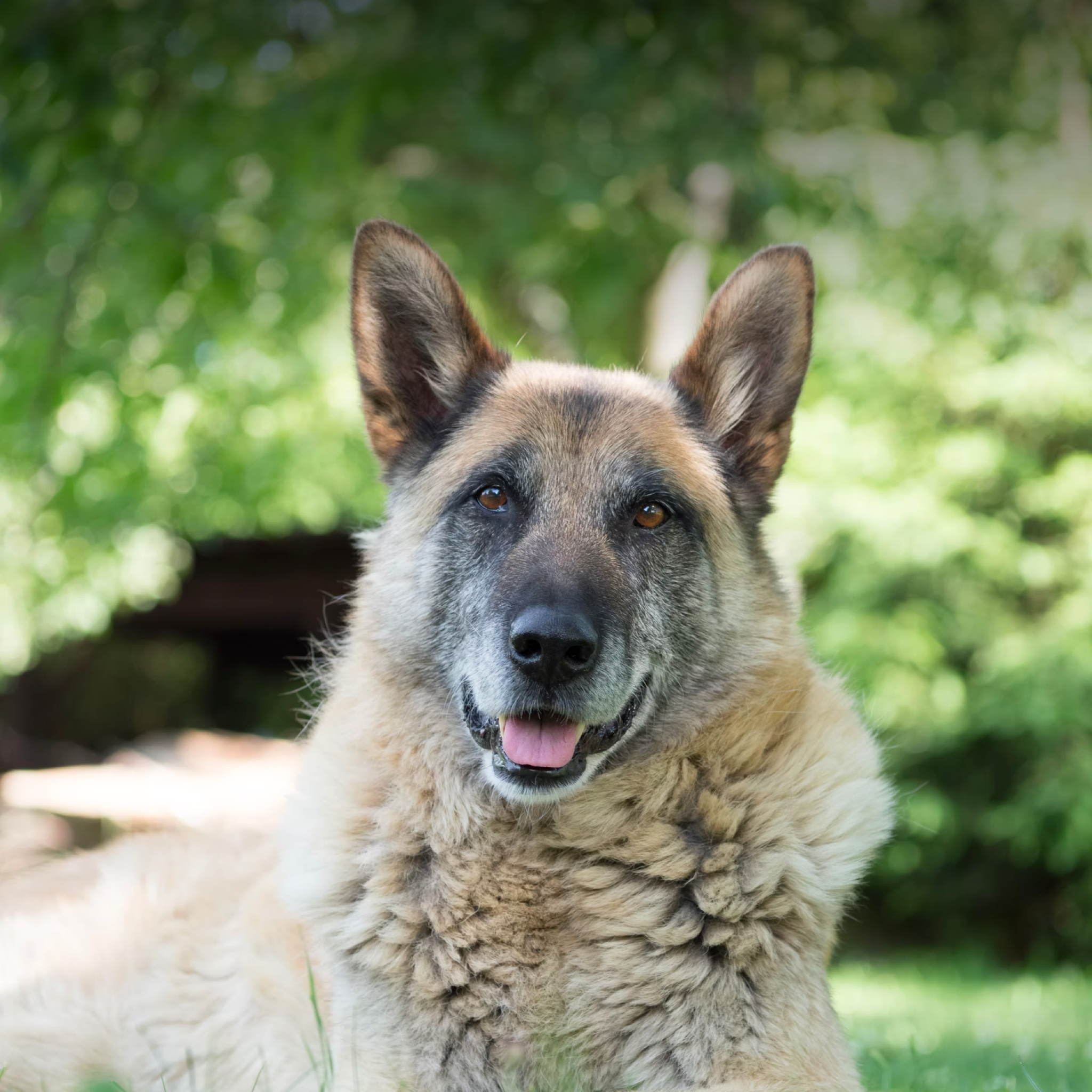 A venerable german shepherd looks on while resting on grass.