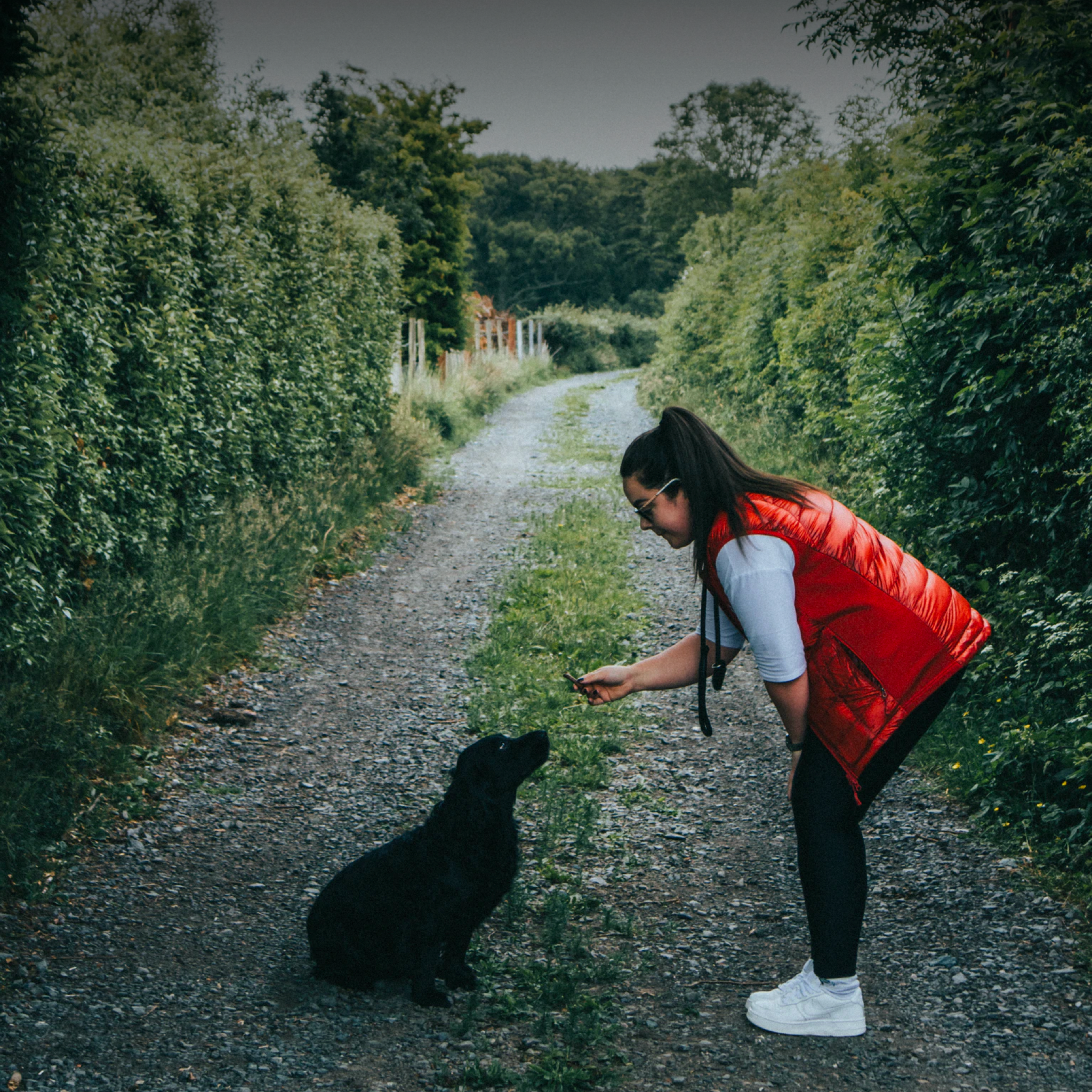Dog Trainers