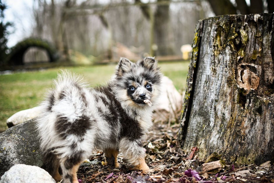 Discover the Best Dog Backpack Brand for Your Adventures!