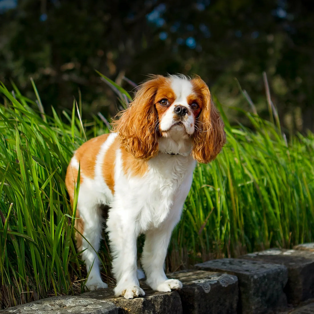 Boost Your Dog’s Diet: 8 Healthy Herbs for Dogs