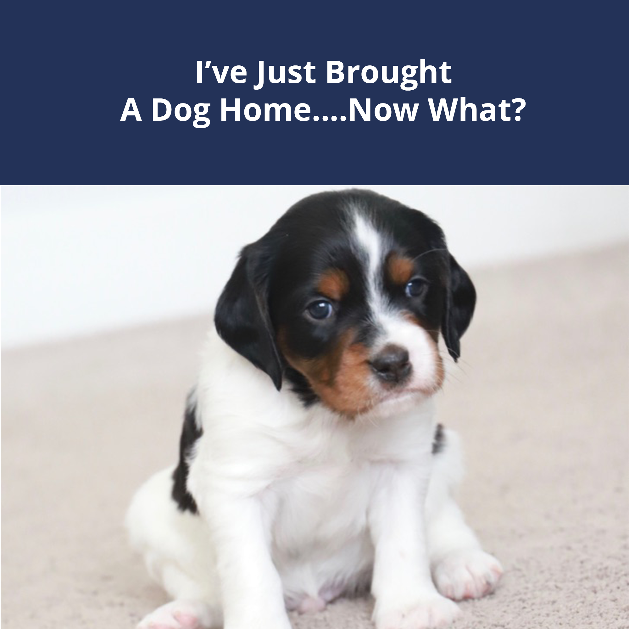 I Just Brought Home A Dog....Now What? – K9 Sport Sack