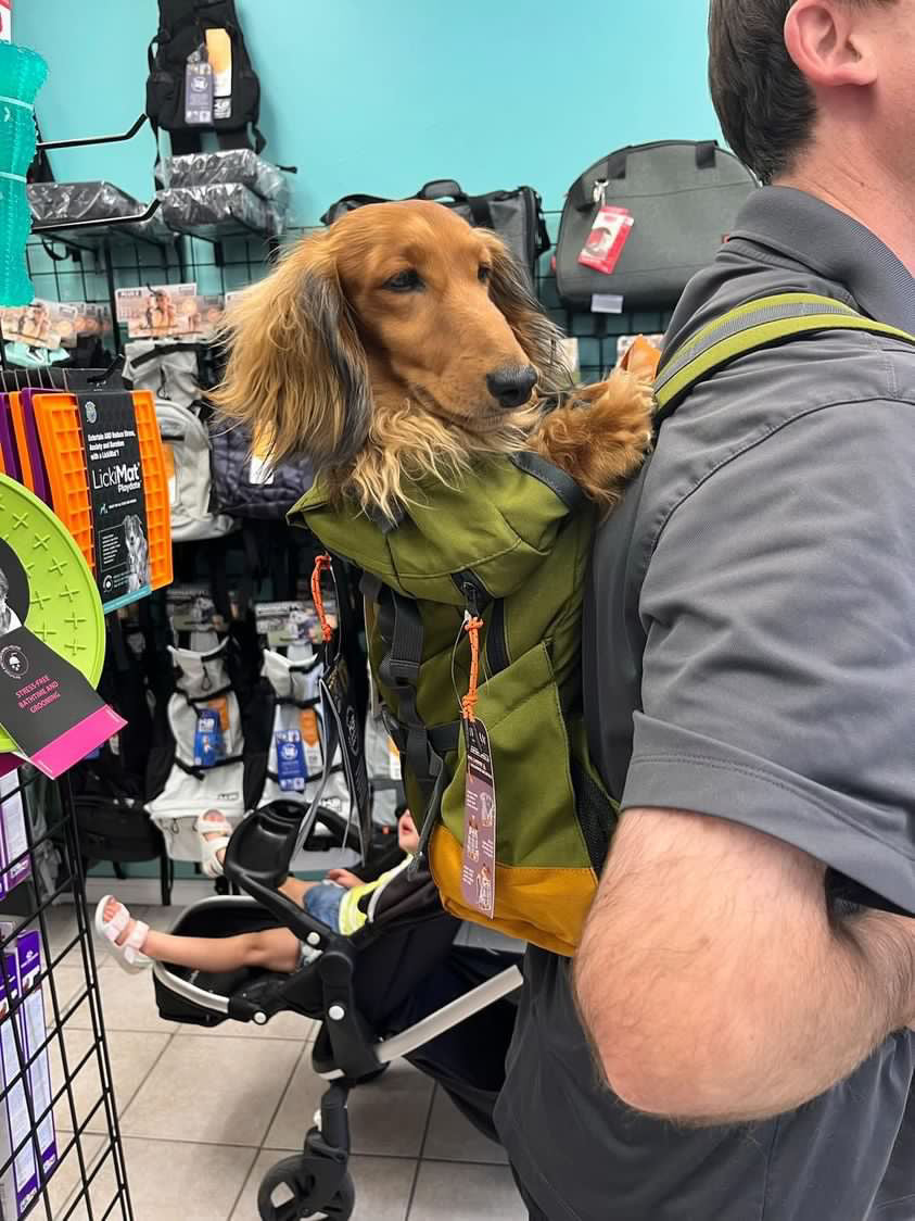 Are dog backpacks worth it?