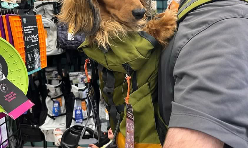 Are dog backpacks worth it?