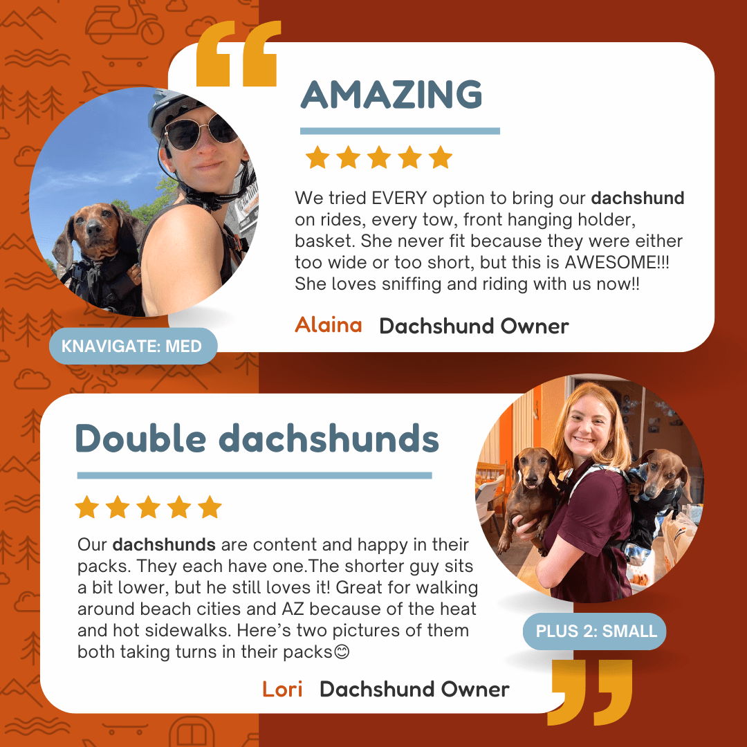 The Ultimate Guide to Dachshunds
