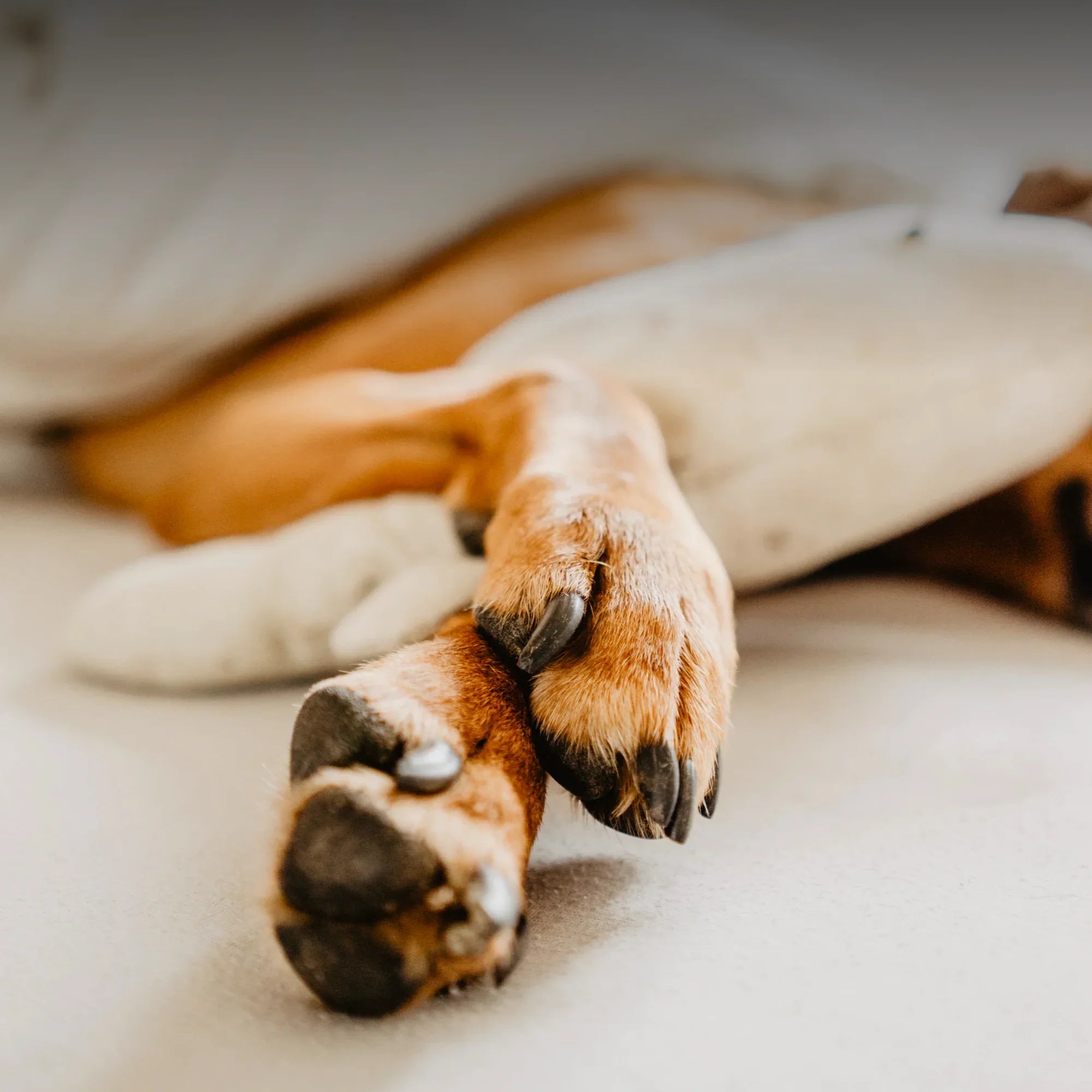 How to Best Protect Dog Paws from Rough Terrain