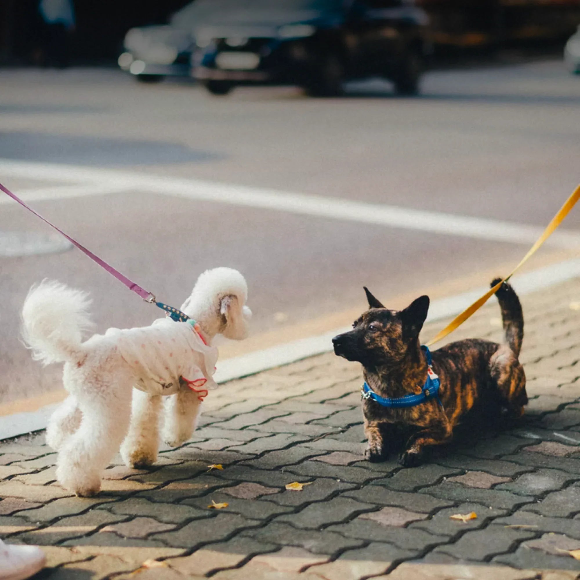 How to Socialize Your Dog with Humans