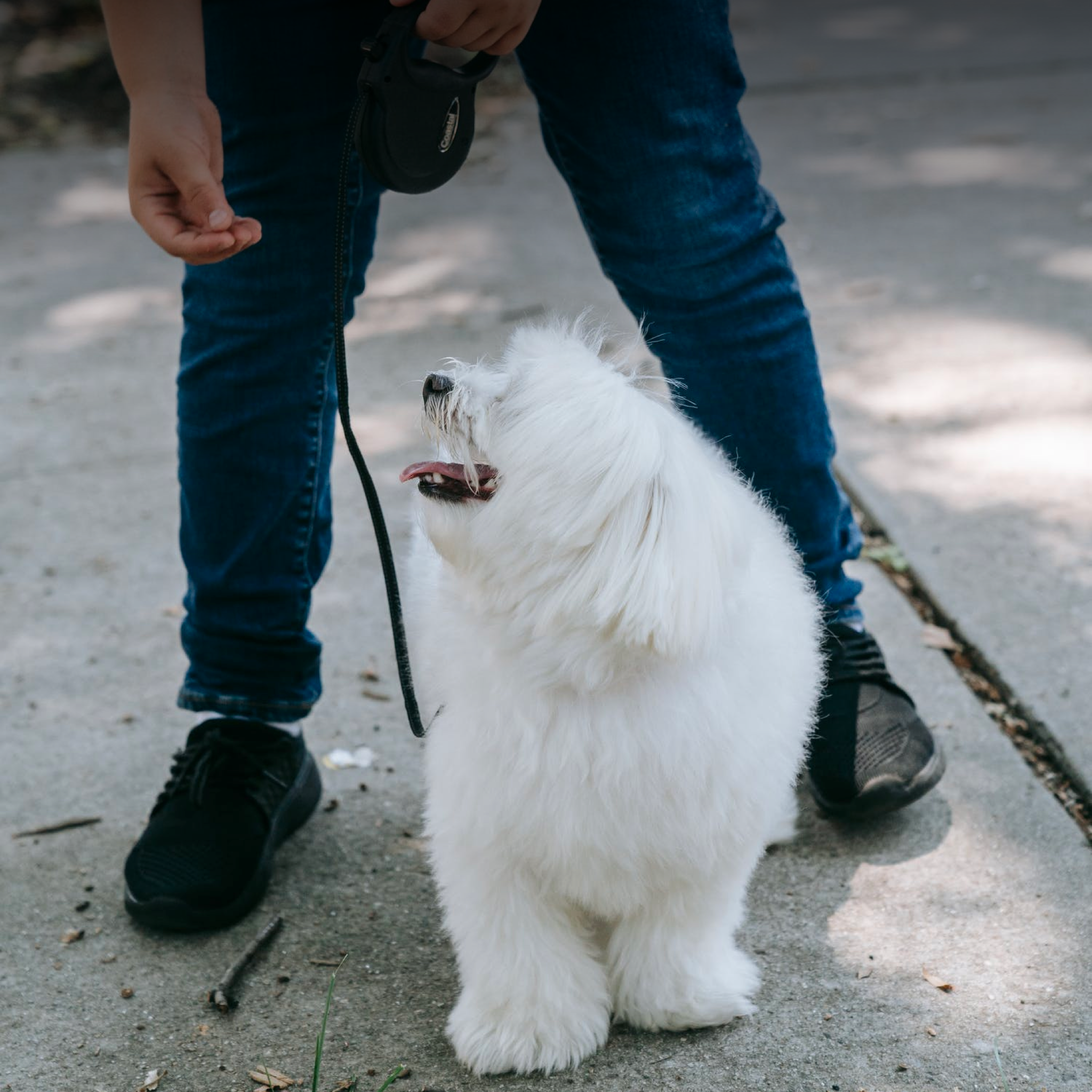 Teaching Your Children to walk the dog