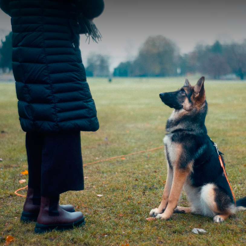 Teaching your Dog Commands in Foreign Languages – K9 Sport Sack