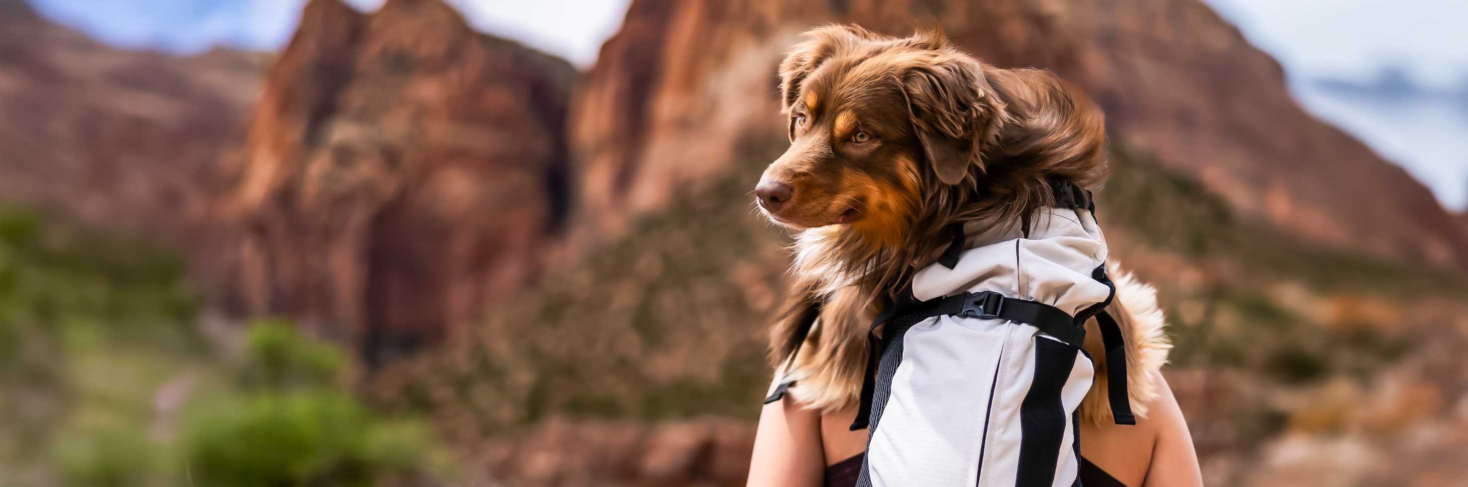 Why Your Pet Needs a Backpack Carrier for Adventures