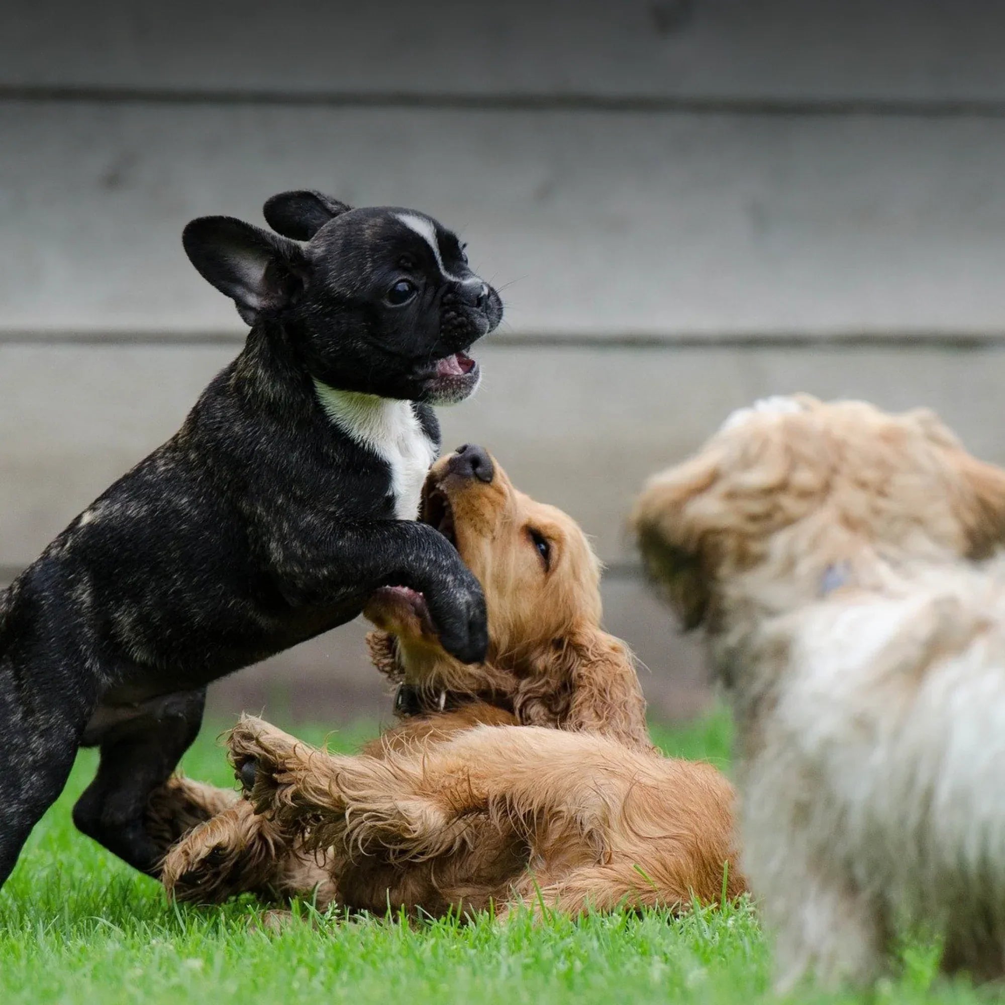 Which Dog Breed is Best for Me?