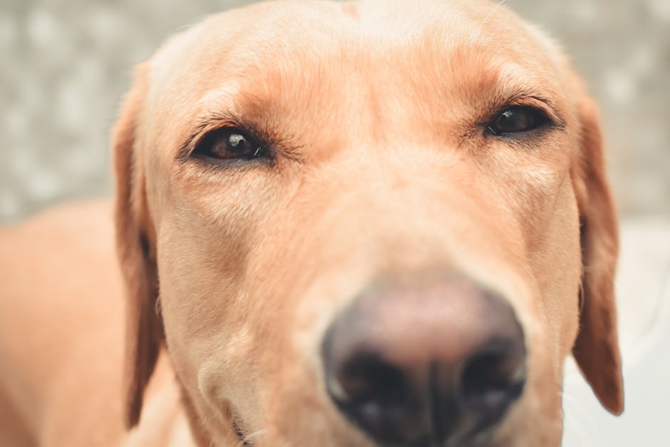 Must-Have Dog Travel Gear Essentials for Every Adventure