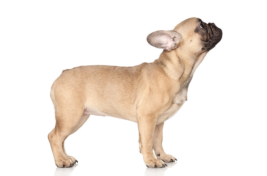 Why Are French Bulldogs So Popular?