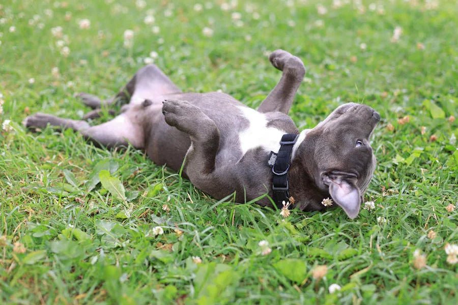 Essential Outdoor Dog Gear for Every Adventure!