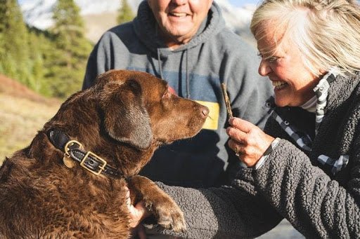 6 Must-Have Dog Training Supplies & Gear