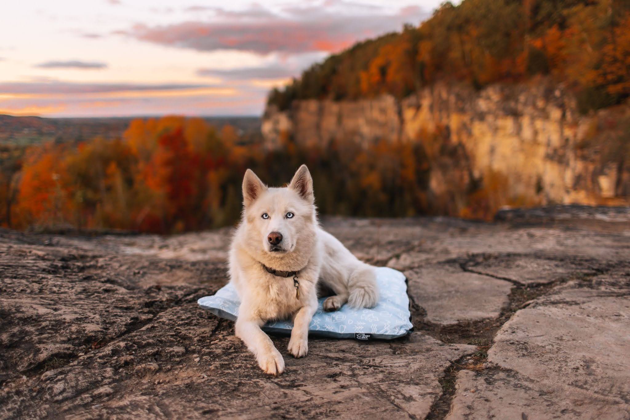 How to Choose the Best Outdoor Dog Bed for Camping and Travel