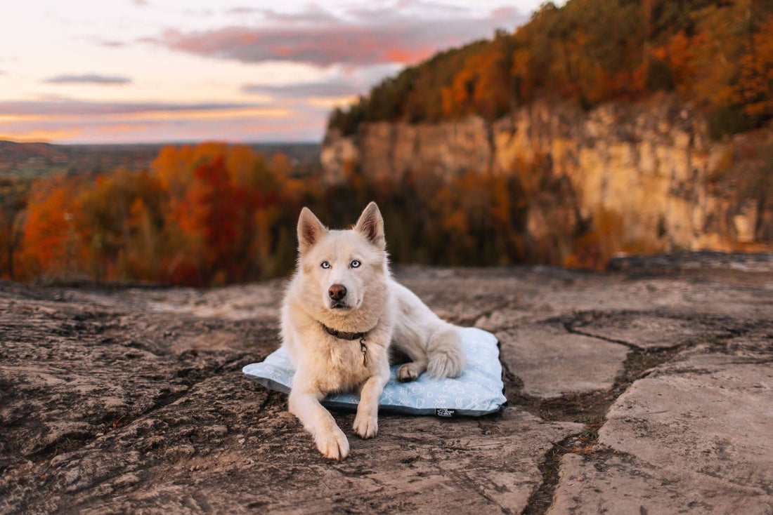 How to Choose the Best Outdoor Dog Bed for Camping and Travel