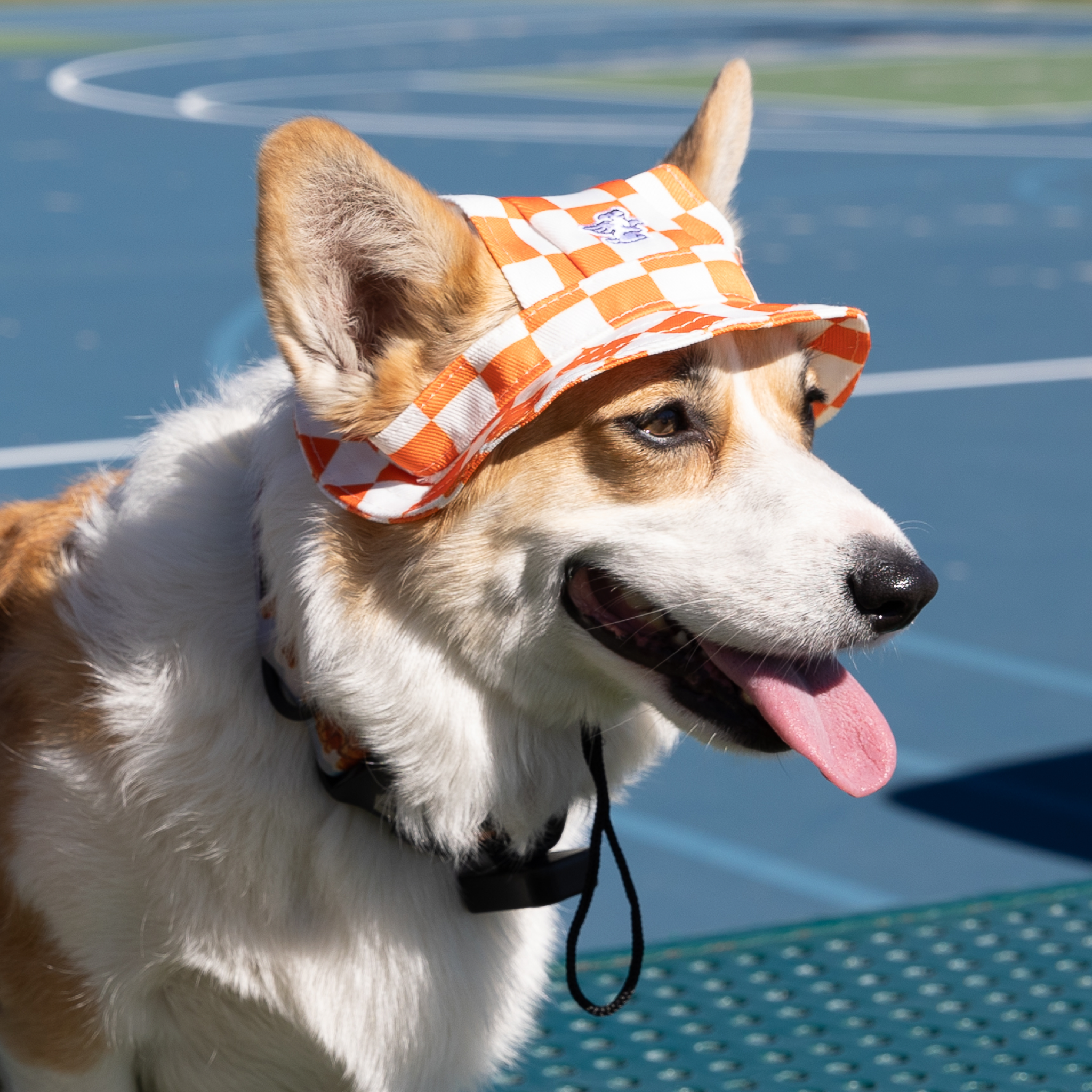 K9 Bucket Hat