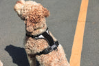 K9 Sport Harness