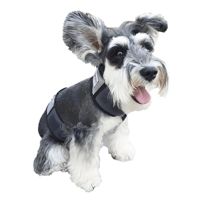 best cooling vest for dogs