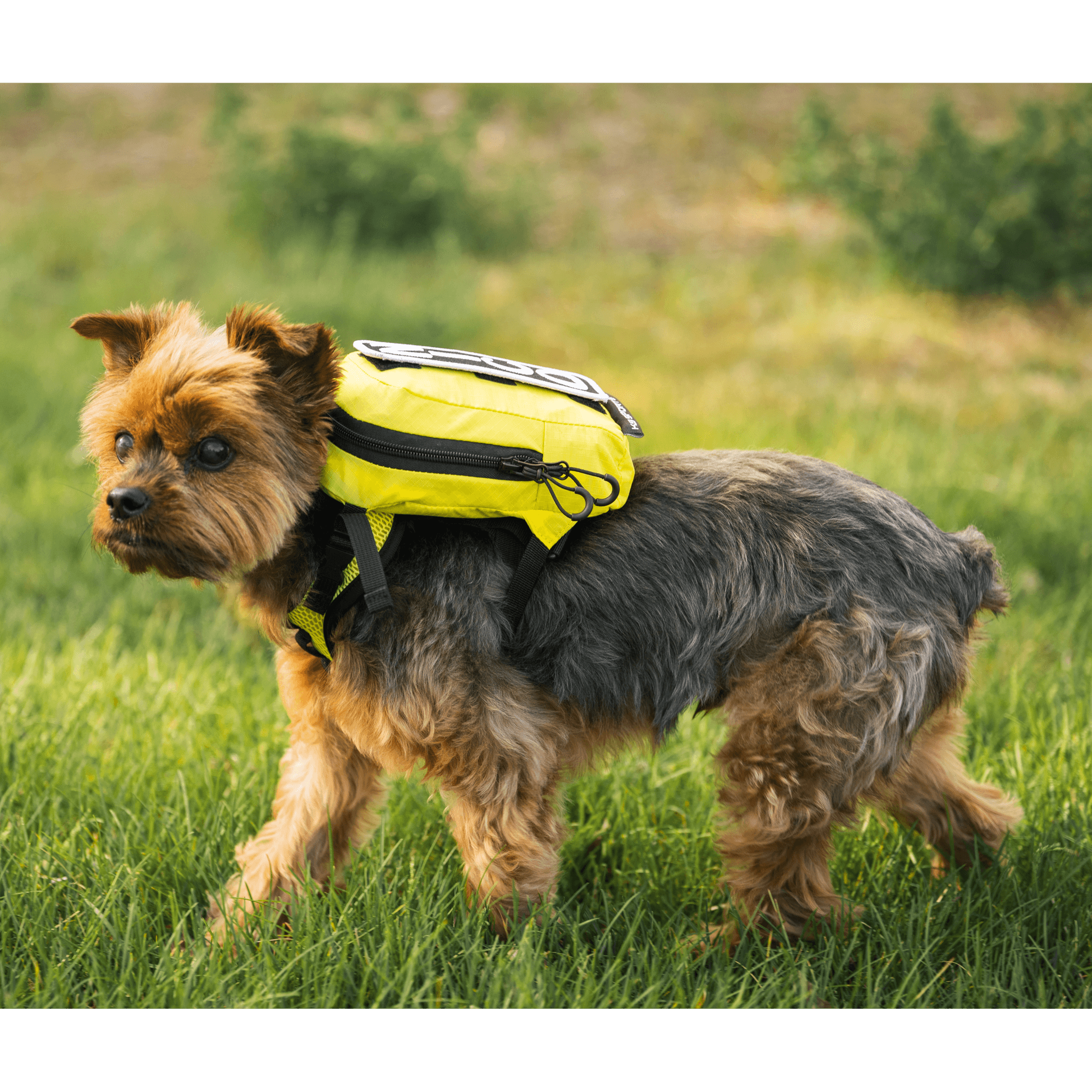 Pet walking with storage 