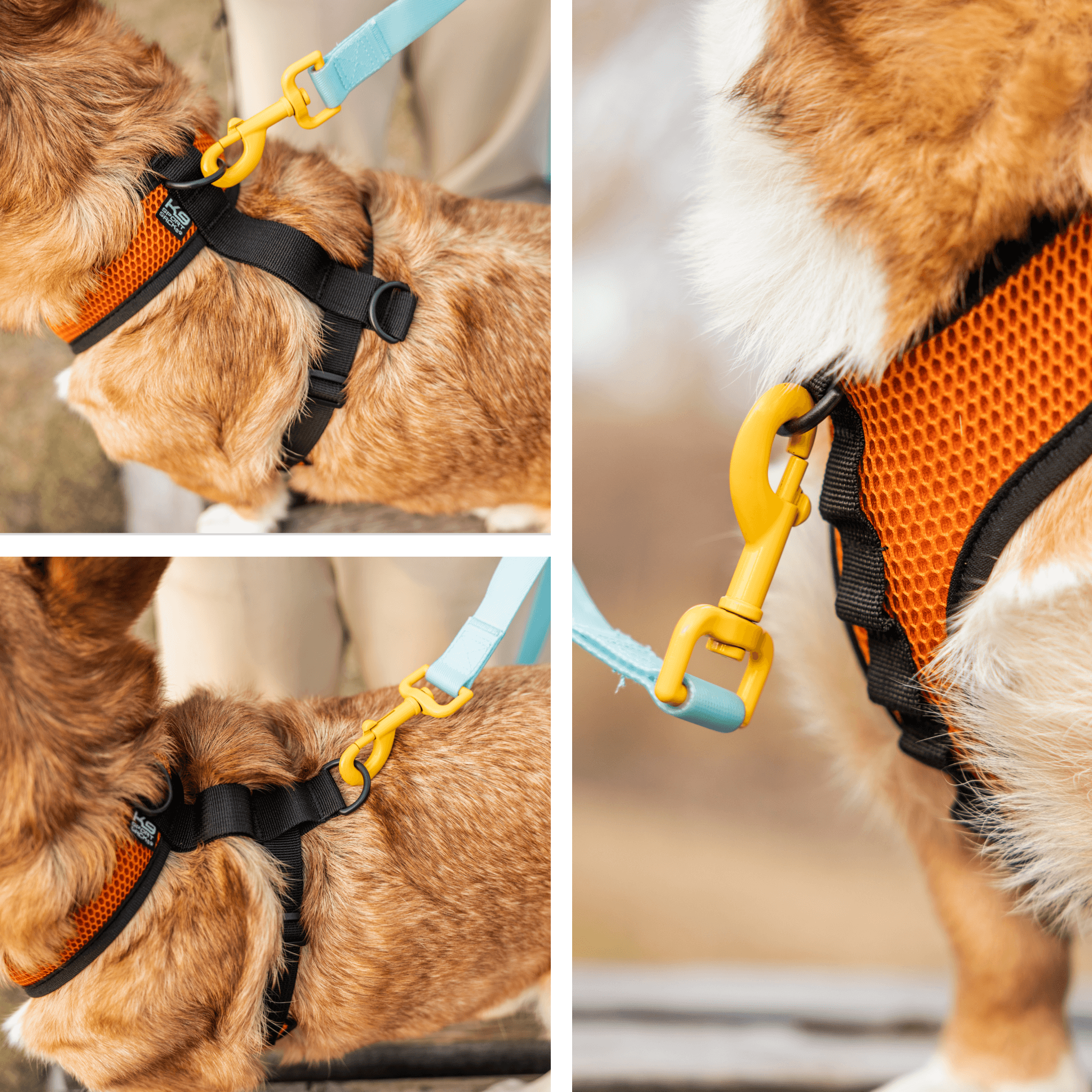 dog harness