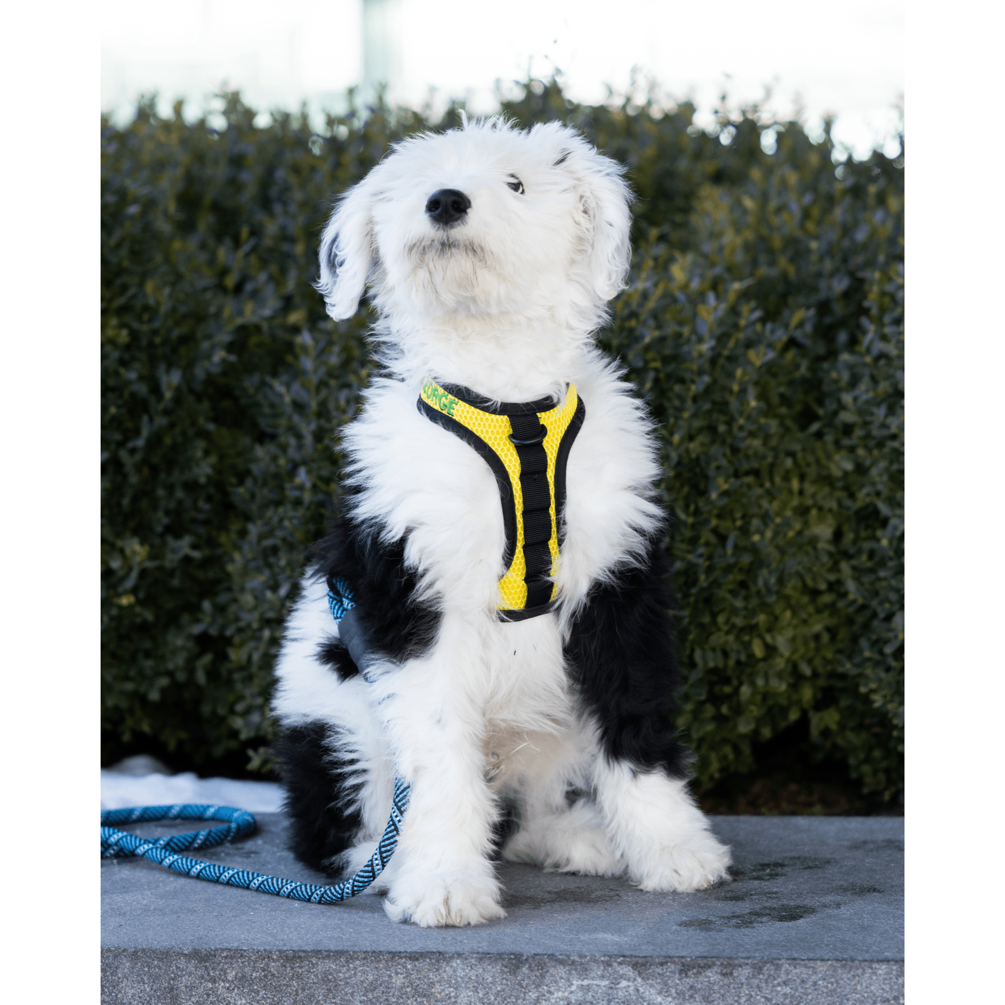 sport harness for puppies