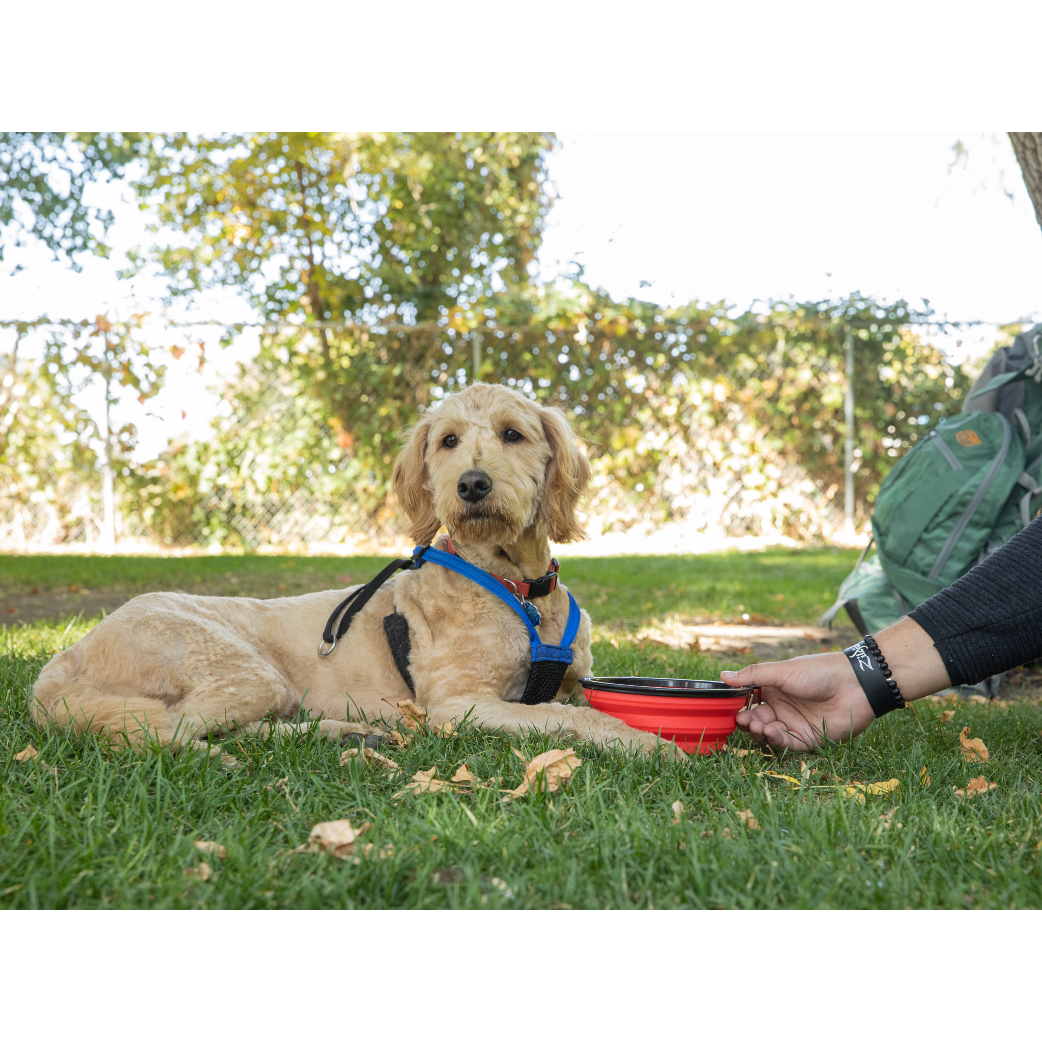 K9 Sport Saucer