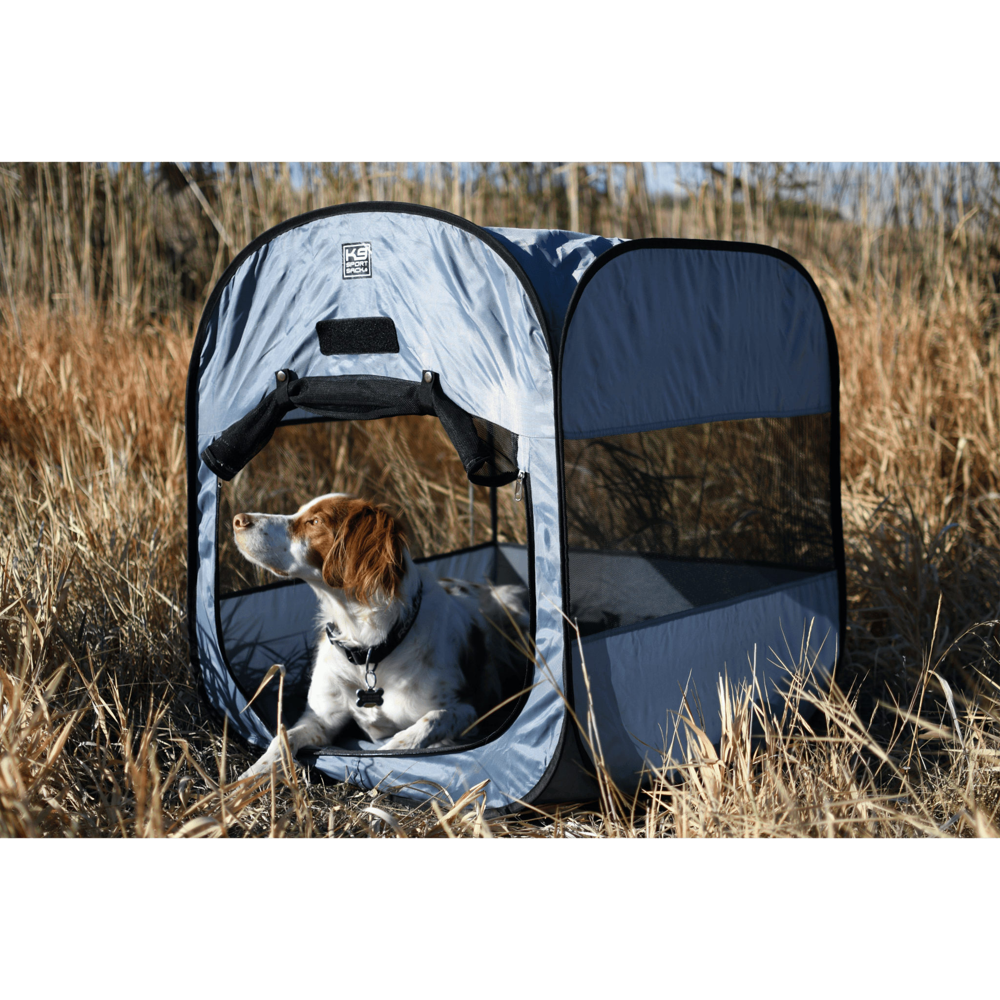 dog resting in pop up kennel