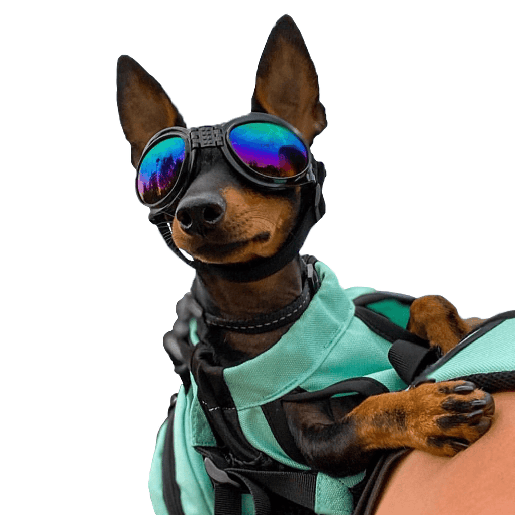 Best Dog Goggles - UV Eye Protection