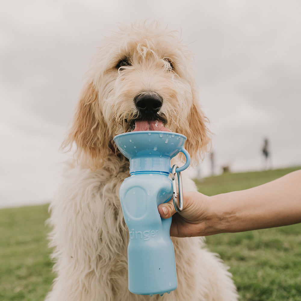 dog hiking water bottle