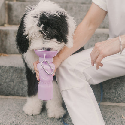 springer water bottle for dogs