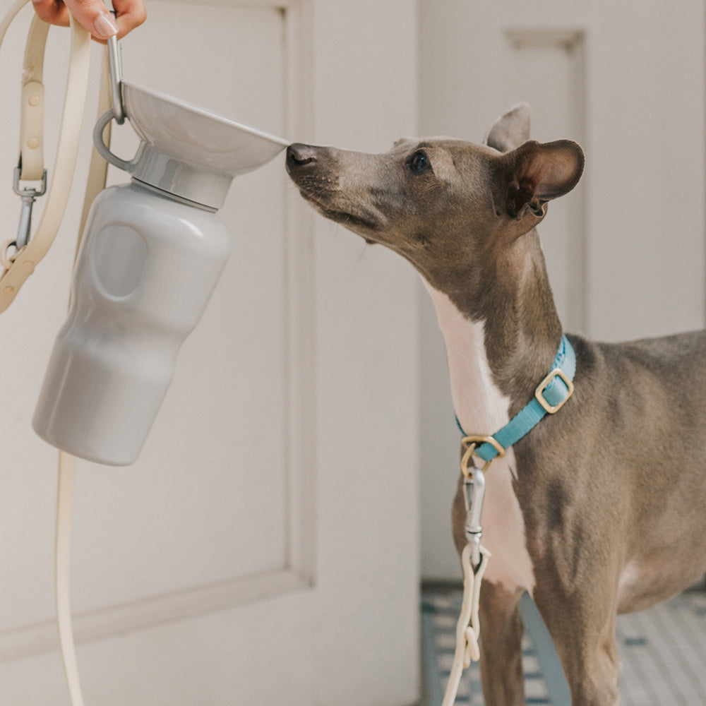 Springer Dog Water Bottle | Portable Travel Water Bottle Dispenser For Dogs  - As Seen on Shark Tank | Patented, Leak-Proof Bottles Fill Bowl With