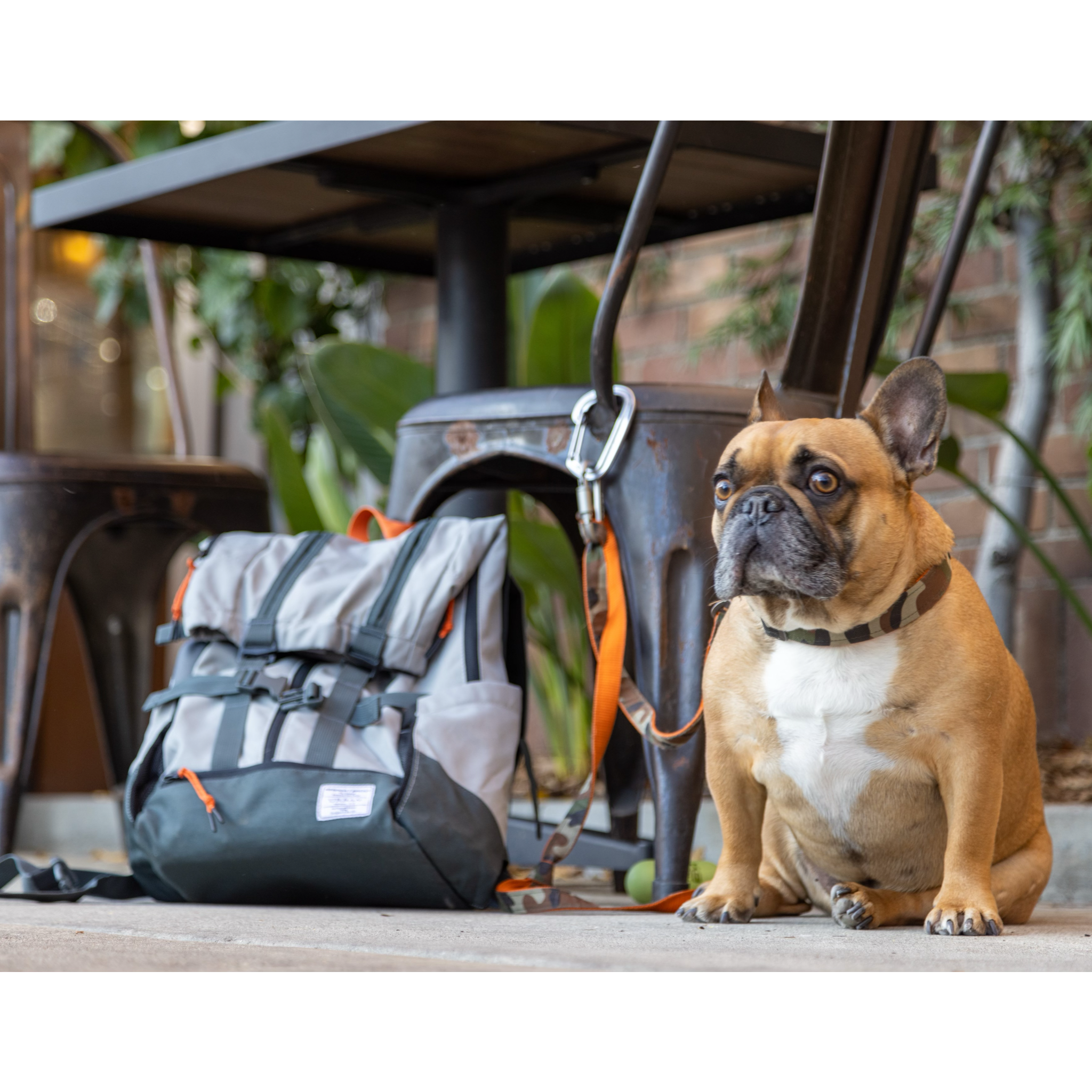 Urban 3 | Dual Use Dog Carrier & Traditional Backpack