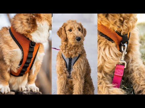 K9 Sport Harness Promo